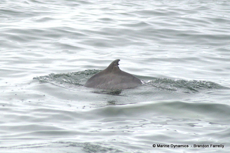 Humpback dolphins, South Africa